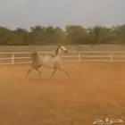 فرس واهو