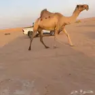 خفوت شعلا