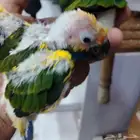 فروخ صن كنيور
