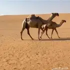 ناقه عشرا ثنو كفو تحتها قعود كفو