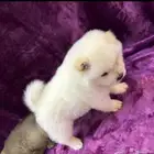 للبيع كلاب تشاو تشاو مع اغراضهم