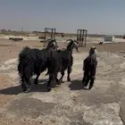 معزا مقنوي فاخره