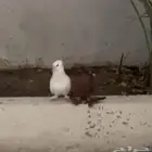 حمام عراقي للبيع