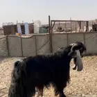 فحل عارضي صنف تيس