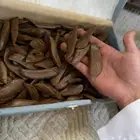 عود مروكي اقل من سعر الجملة