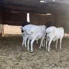 للبيع برابر طيبه ومغلقه