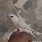 للبيع روز البينو اليف