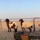 للبيع خروفين نعيم طيبه