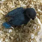 فرخ روز للبيع
