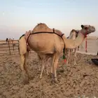 خلفه لينه سكر واجد وهديه بسم رباط