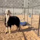 طلي نجدي جذع طيب