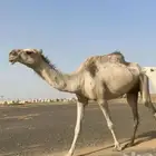 للبيع بكره ضروبه السن ثنيه مبيوع ولدها
