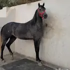 فرس شعبيه فاخرة