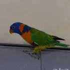 ببغاء لوري اليف