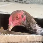 ديك سندي جرم وطول