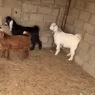 تيوس للبيع