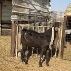 تيس طيب و شرط القريع و انتاجه طيب