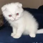 قط كيتن سكوتش شيرازي