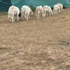8 ضان حرش دفيع