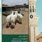خرفان جبر ناهي