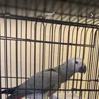 ببغاء الخرج مفقود اللي يلقاه له مبلغ رمزي