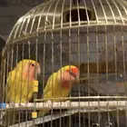 هامستر سوري وعصفورين فيشر ذكر وانثى