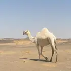 ضروبتين وضح كفو