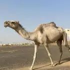 شقحا عشرا تحتها قعود