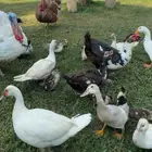 متوفره ذكور بط بلدي