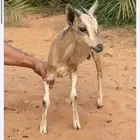 مطلوب غزال ازواج ذكر ولا انثى