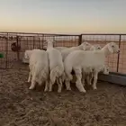 للبيع ضحايا خرفان حري مغلق شحم