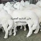 مازن للذبايح المتميزة والتربية