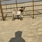 عنز داافع واصل