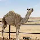 بعير باتلي فحل للبيع او البدل