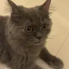 قطه شيرازيه لتبني