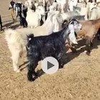 للبيع غنم عدد 45 الدفيع 33 فحص سونار شرط مراح واحد