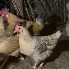 دجاج تركي
