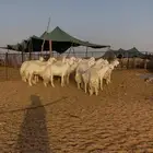 رخال حريات حرش فاخره