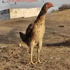دجاجة باكستانية معها ثلاثة فروخ