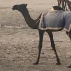 حواره قيضيه ابيها على فزاع بن شري