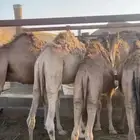 12 قعود   التواصل واتس اب
