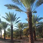 مطلوب نخيل مناويع ارتفاع لايقل عن مترين