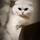قط سكوتش فولد