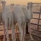 للبيع حيران قعدان حوار