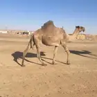 البيع القحه صفرا