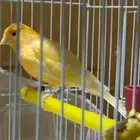للبيع كناريات تغريد