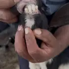 ماعز مراح واحد موقعها قريب إسكان الوليد بني كبير