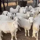 خرفان كفوللبيع