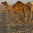 للبيع قعدان قصب