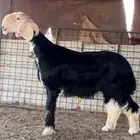 جذع ينسف وموثق